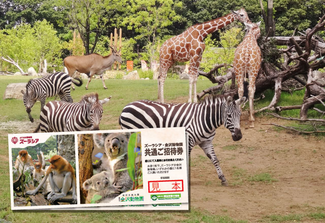 「ズーラシア・金沢動物園共通ご招待券」ペアチケット